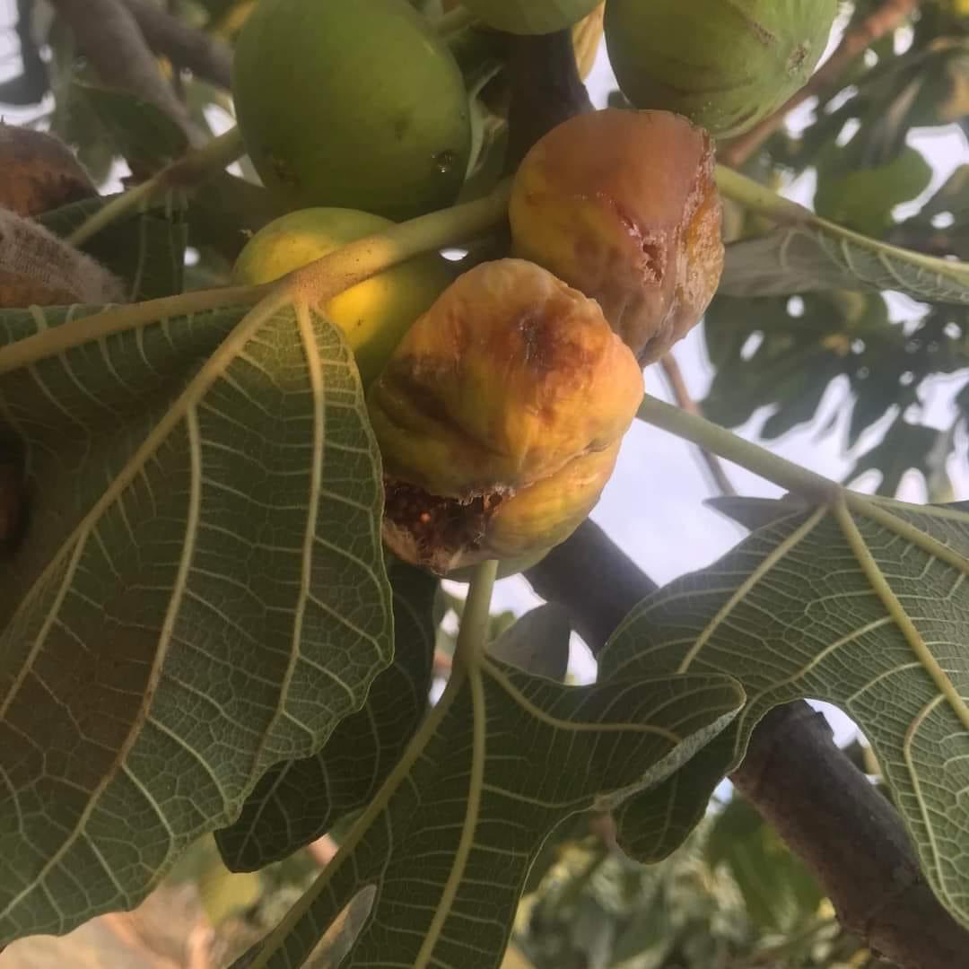 Incir Ciftcinin Elinde Eriyor Sebep Jesler Mi Sicak Hava Mi (5)