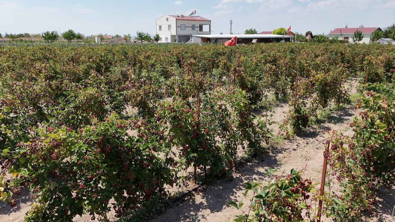 Kayserinin Sakli Cenneti Bogurtlen Bahcesi Ziyaretcilerini Buyuluyor (1)