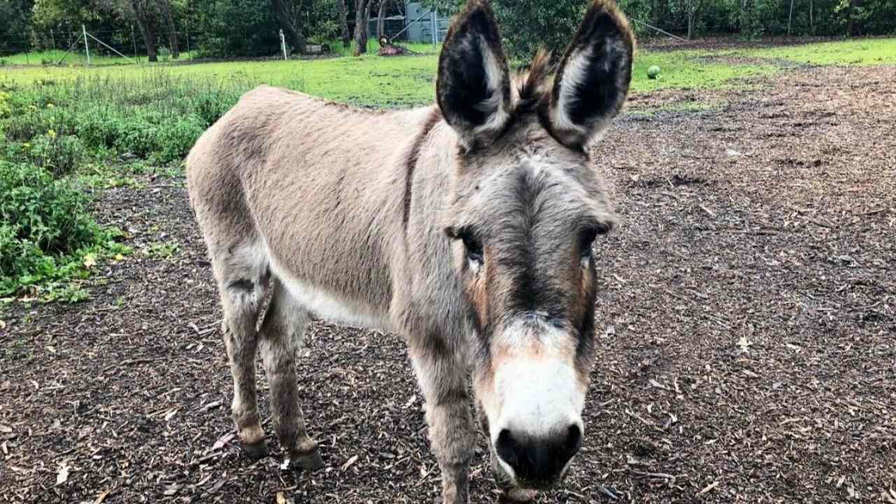 Shrek'in Ilham Kaynağı Perry, 30 Yaşında Hayata Veda Etti!