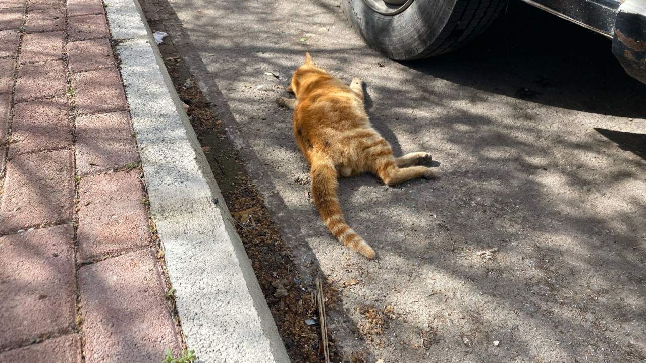 Mahallede Cok Sayida Olu Kedi Bulundu Mahalleli Tepkili (2)