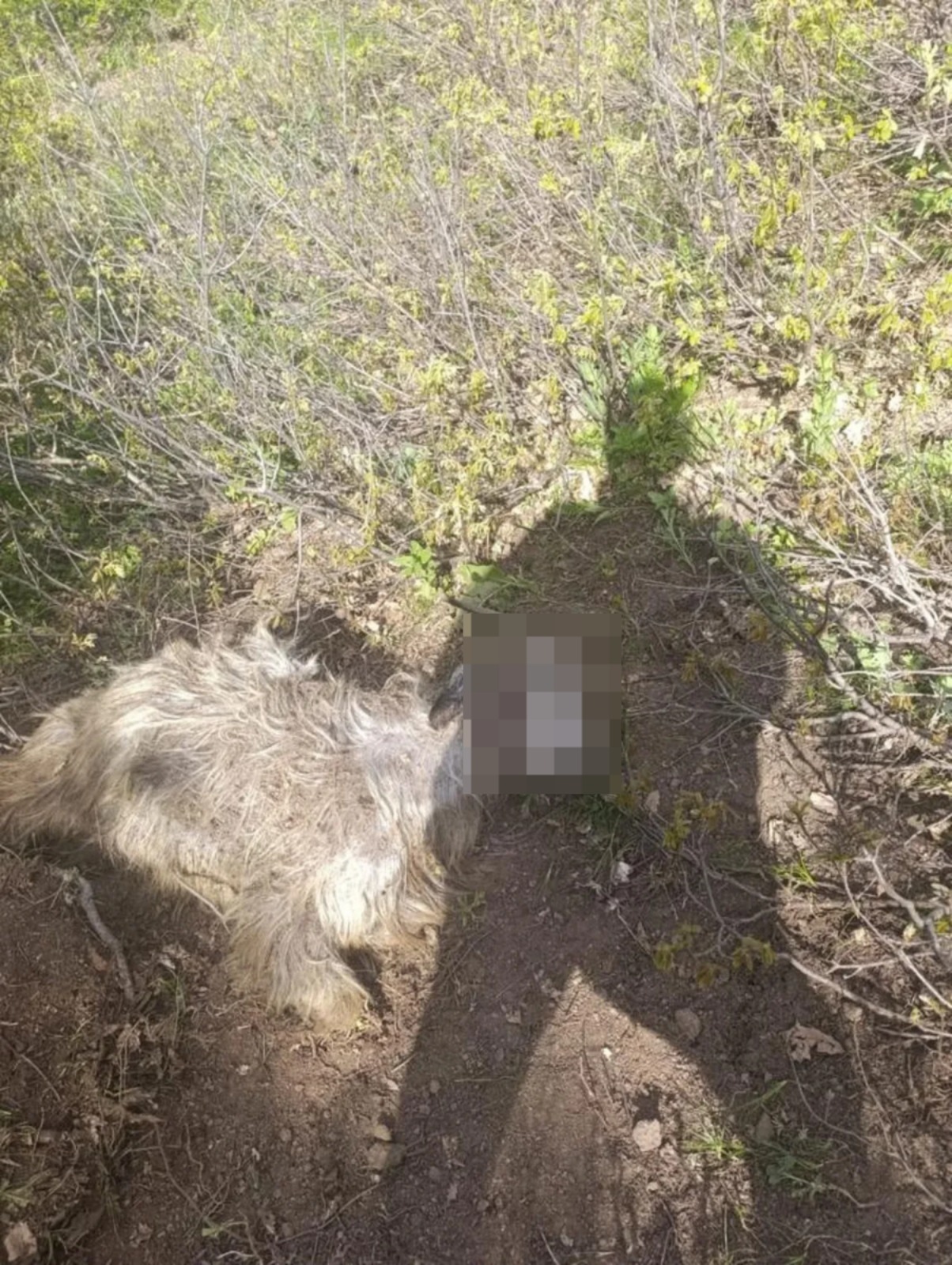 Akilalmaz Olay 31 Keci Telef Oldu Coban Yaralandi