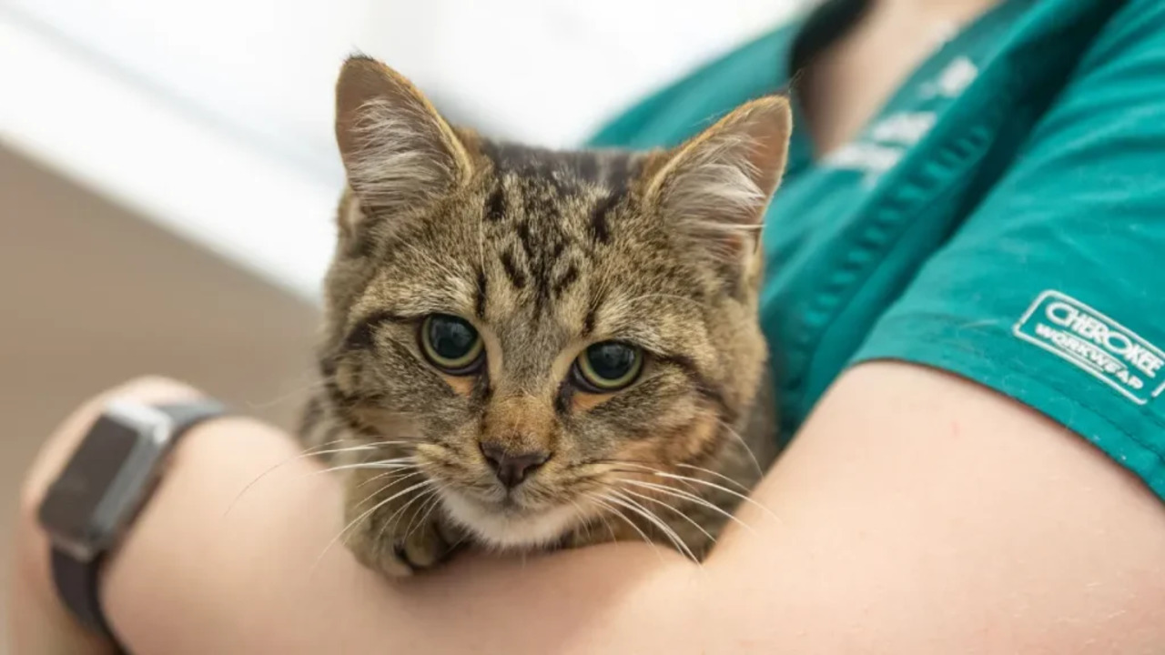 Cipli Kedi Kaybolursa Nereye Basvurulur Nasil Bulunur Cezasi Var Mi (1)