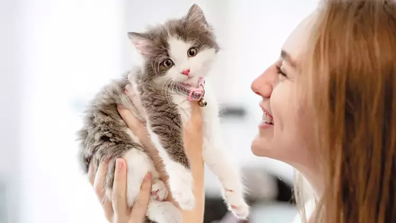 Cipli Kedi Kaybolursa Nereye Basvurulur Nasil Bulunur Cezasi Var Mi (4)