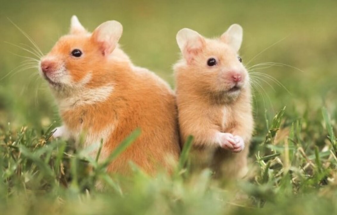Hamster Fiyatlari 2025 Turleri Ozellikleri Ve Bakimi Hakkinda Her Sey (2)