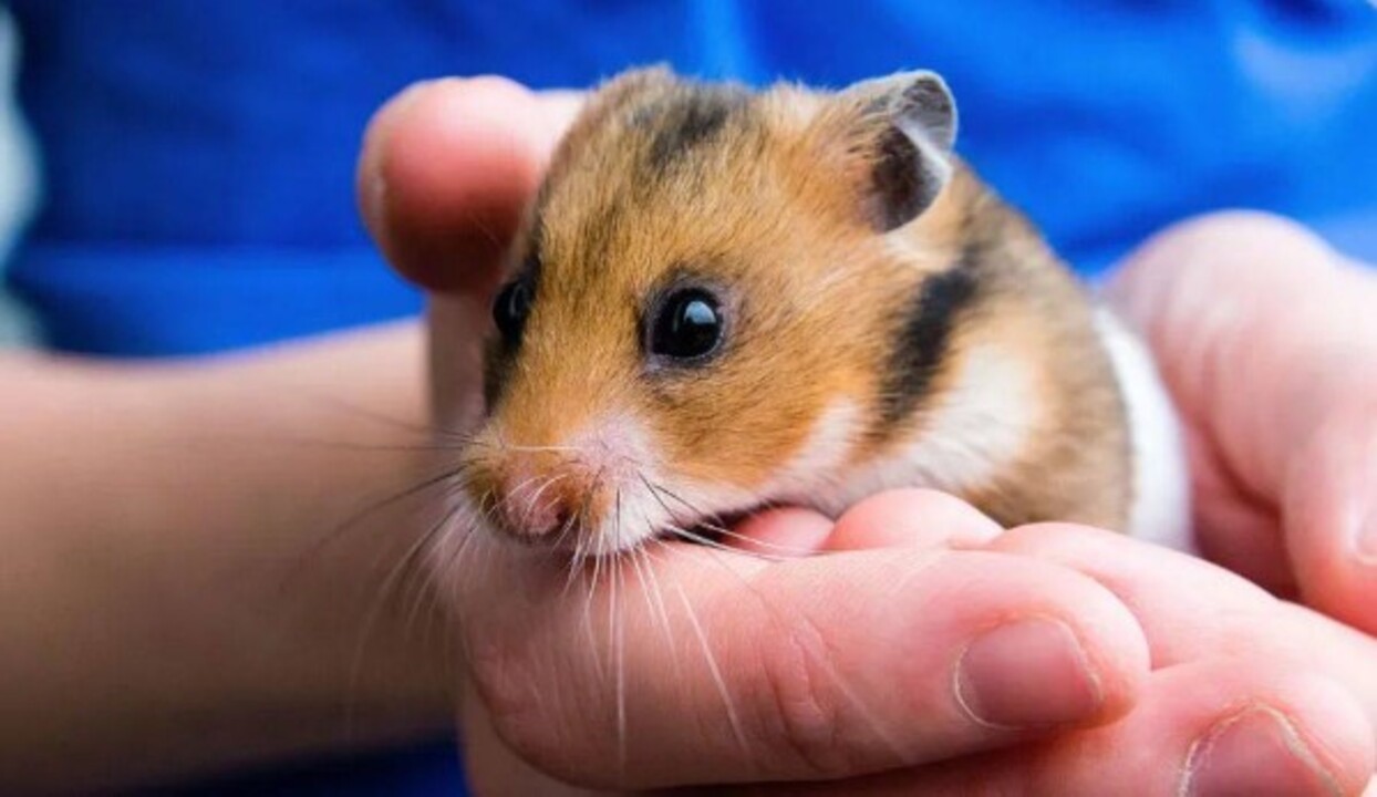 Hamster Fiyatlari 2025 Turleri Ozellikleri Ve Bakimi Hakkinda Her Sey (3)