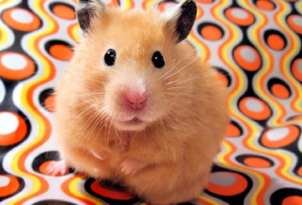 Hamster Fiyatlari 2025 Turleri Ozellikleri Ve Bakimi Hakkinda Her Sey (4)