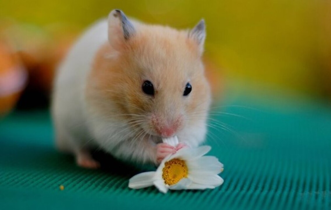 Hamster Fiyatlari 2025 Turleri Ozellikleri Ve Bakimi Hakkinda Her Sey (5)