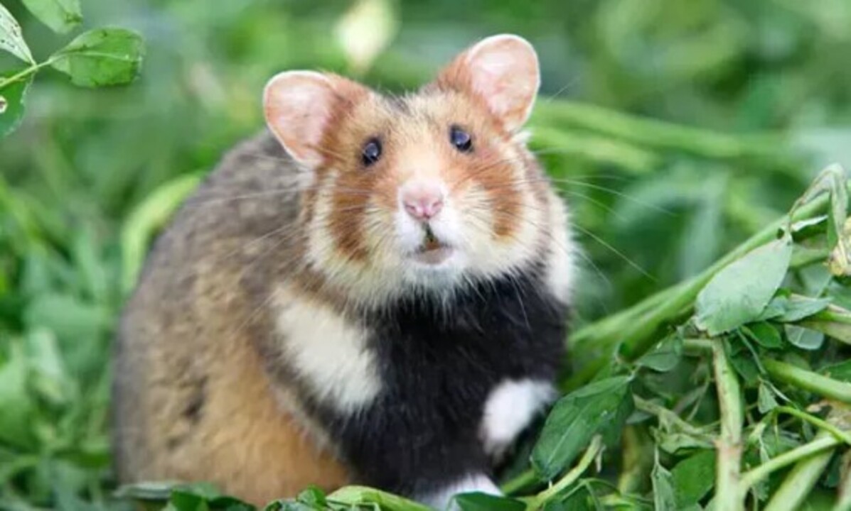 Hamster Fiyatlari 2025 Turleri Ozellikleri Ve Bakimi Hakkinda Her Sey (6)