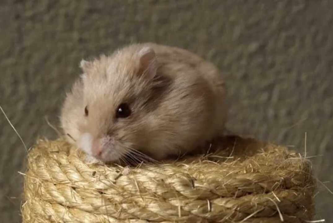 Hamster Fiyatlari 2025 Turleri Ozellikleri Ve Bakimi Hakkinda Her Sey (7)
