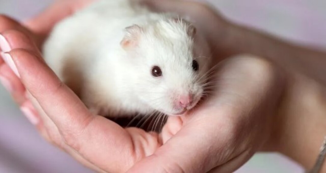 Hamster Fiyatlari 2025 Turleri Ozellikleri Ve Bakimi Hakkinda Her Sey (8)