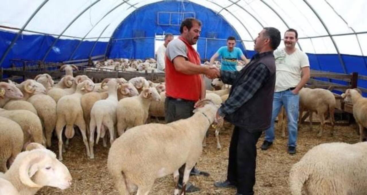 Hisseye Girilen Kurban Nasil Paylasilir (1)
