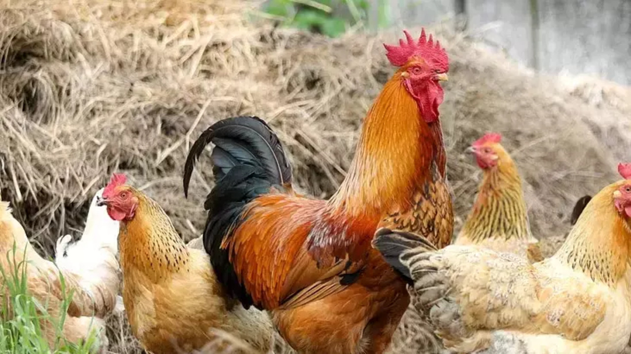 Horoz Adak Olur Mu Adak Hayvani Nasil Olmalidir (2)