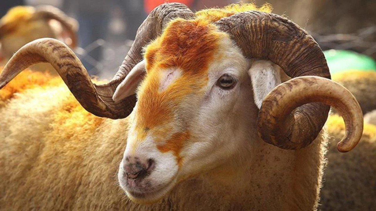 Kurban Keserken Hangi Dua Okunur (3)