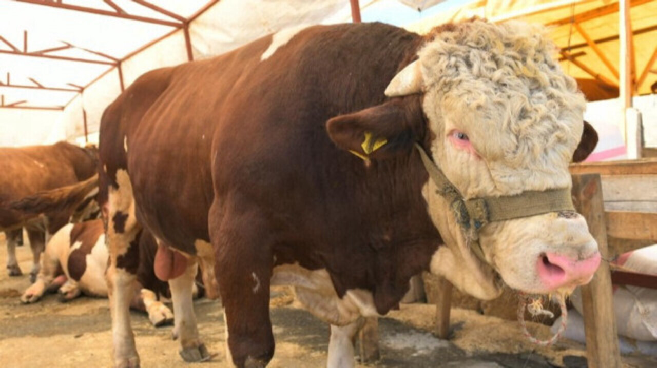 Kurban Keserken Yanlislik Yapilirsa Ne Olur (1)