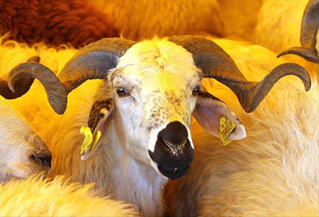 Kurban Keserken Yanlislik Yapilirsa Ne Olur (2)