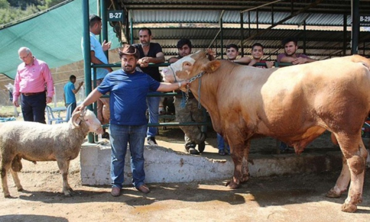 Kurban Kesimi Kimler Tarafindan Yapilmali (3)