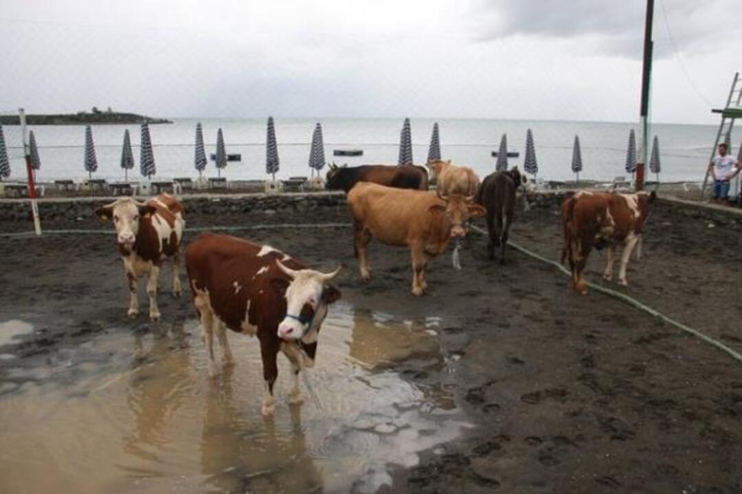 Kurban Kesimi Kimler Tarafindan Yapilmali (4)