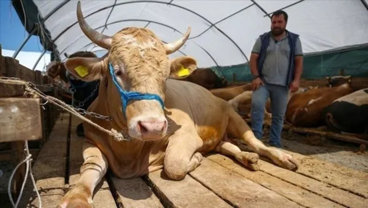 Kurban Kesimi Kimler Tarafindan Yapilmali (5)