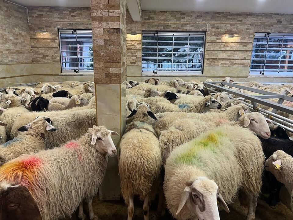 Kurban Nasil Secilir Nelere Dikkat Edilmeli (6)