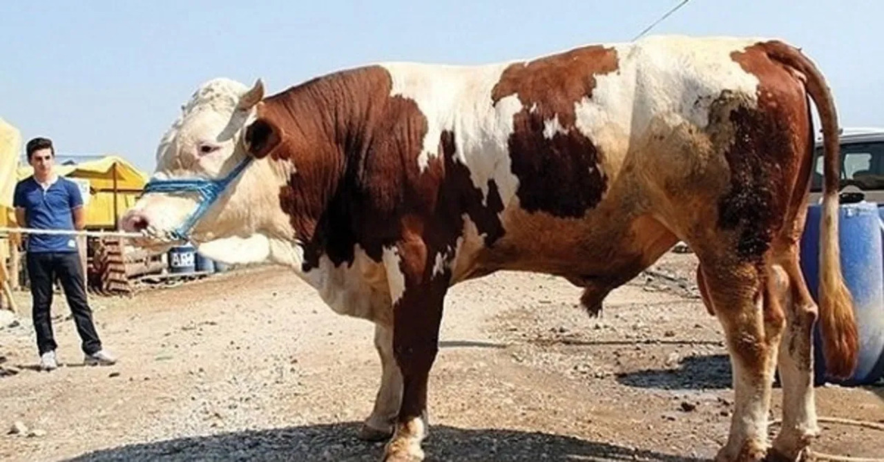 Kurbanlik Hayvan Yas Sarti Nedir (2)