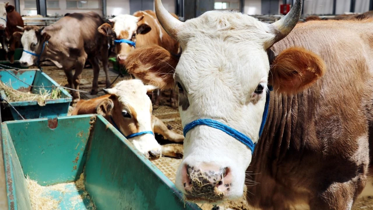 Kurbanlik Satin Alirken Nelere Dikkat Edilmeli (2)