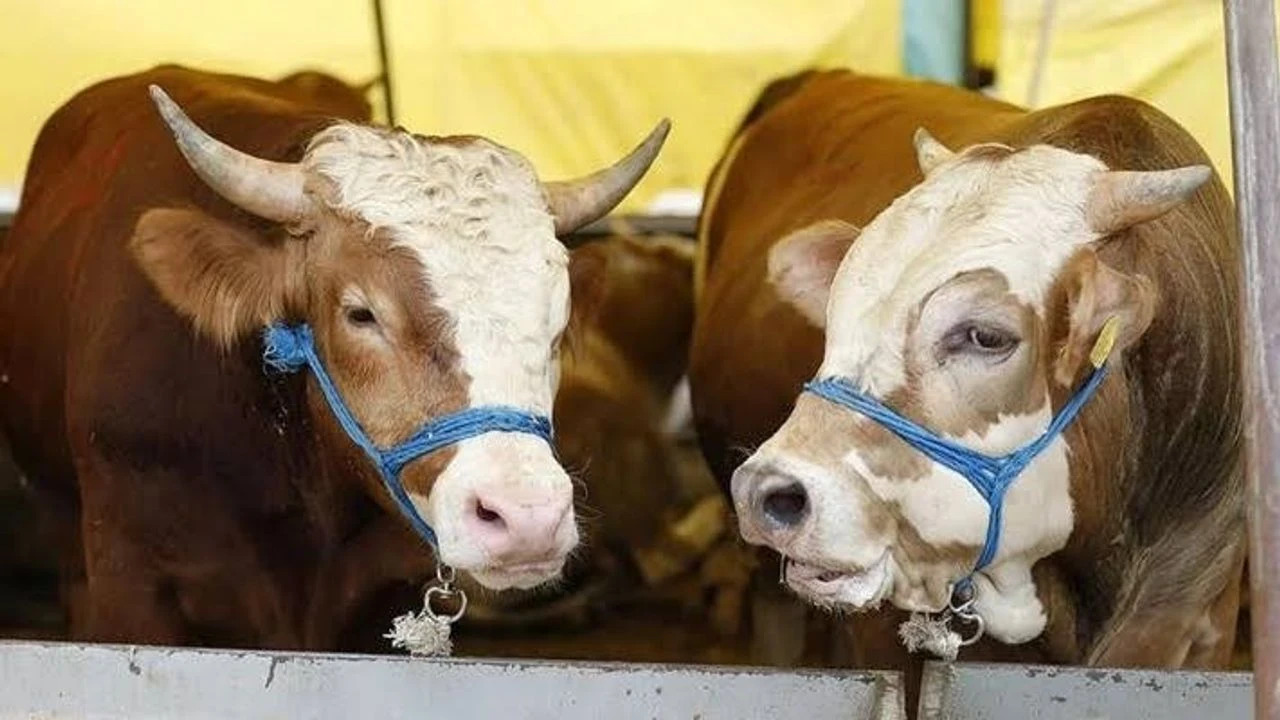 Kurbanlik Satin Alirken Nelere Dikkat Edilmeli (5)