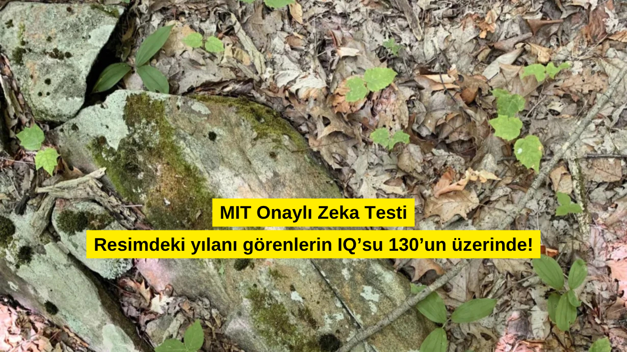 Resimdeki yılanı görenlerin IQ’su 130’un üzerinde! Sen kaç saniyede görebileceksin?