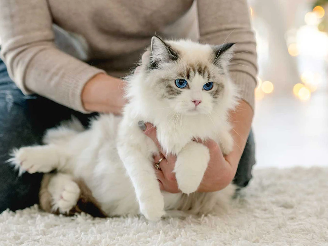 Cipli Kedi Kaybolursa Ne Olur Kayip Kediler Mikrocip Ile Nasil Bulunur (1)-1