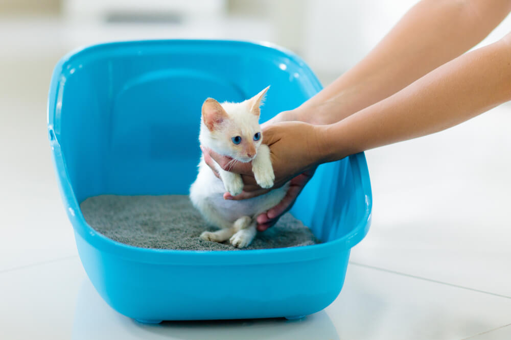 Cipli Kedi Kaybolursa Ne Olur Kayip Kediler Mikrocip Ile Nasil Bulunur (1)-2