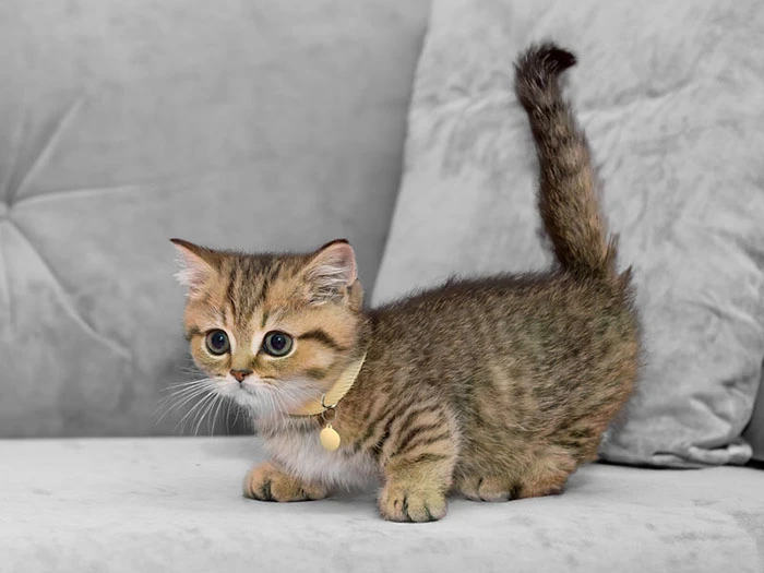 Cipli Kedi Kaybolursa Ne Olur Kayip Kediler Mikrocip Ile Nasil Bulunur (2)-1