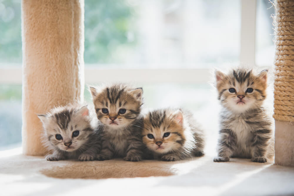 Cipli Kedi Kaybolursa Ne Olur Kayip Kediler Mikrocip Ile Nasil Bulunur (3)