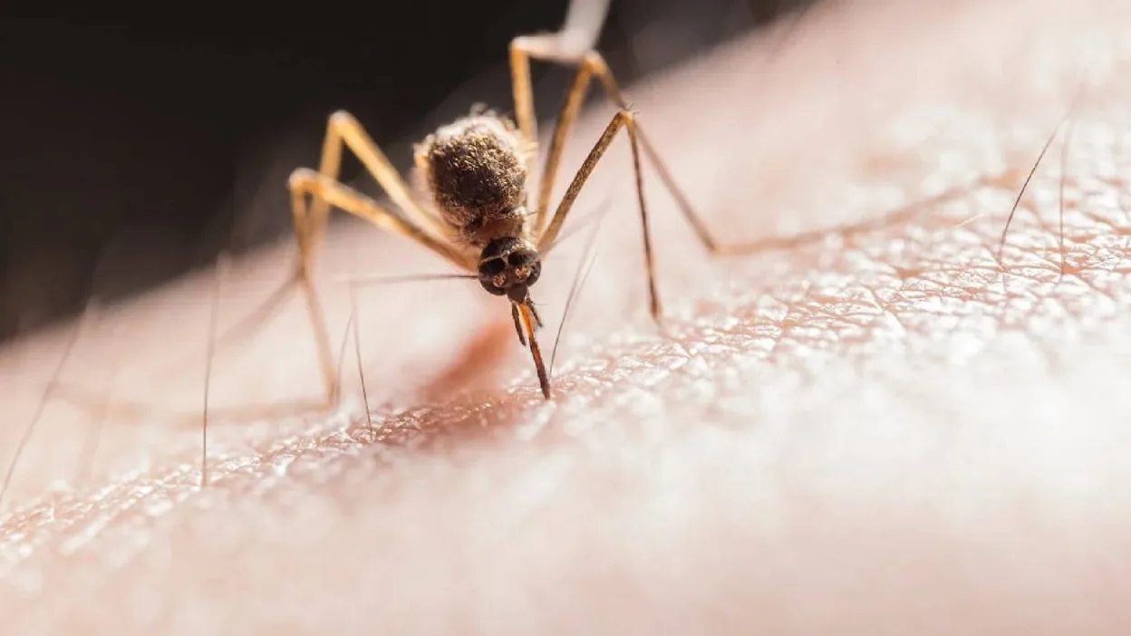 Chikungunya Virus China