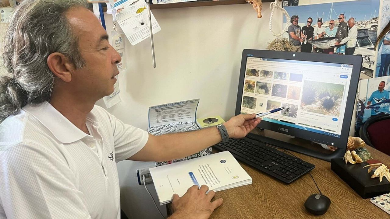 Ege Denizinde Yeni Tehlike Istilaci Tur Uzun Dikenli Deniz Kestanesi (3)