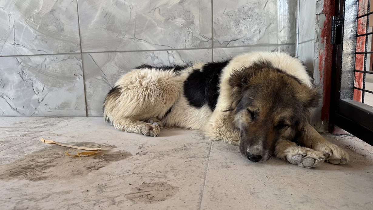 Gunlerce Mezarin Basindan Ayrilmamisti O Kopegi Unlu Isim Sahiplendi (1)-1