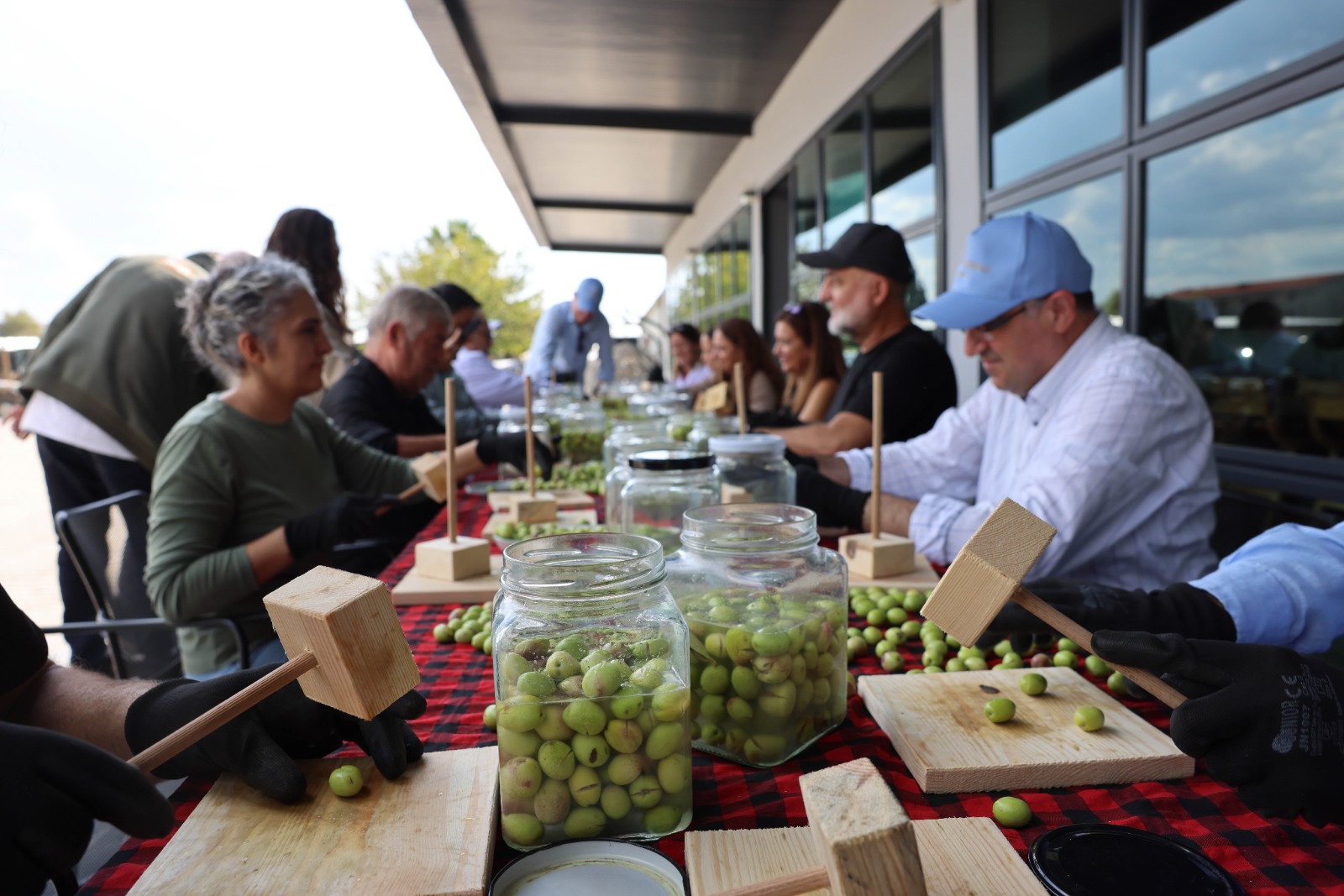 Akhisarda Zeytin Hasadi Coskuyla Basladi (2)