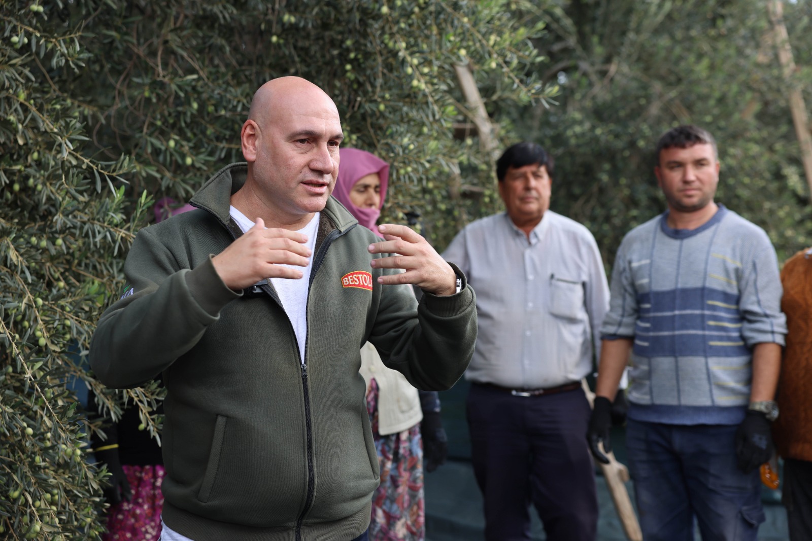 Akhisarda Zeytin Hasadi Coskuyla Basladi (5)