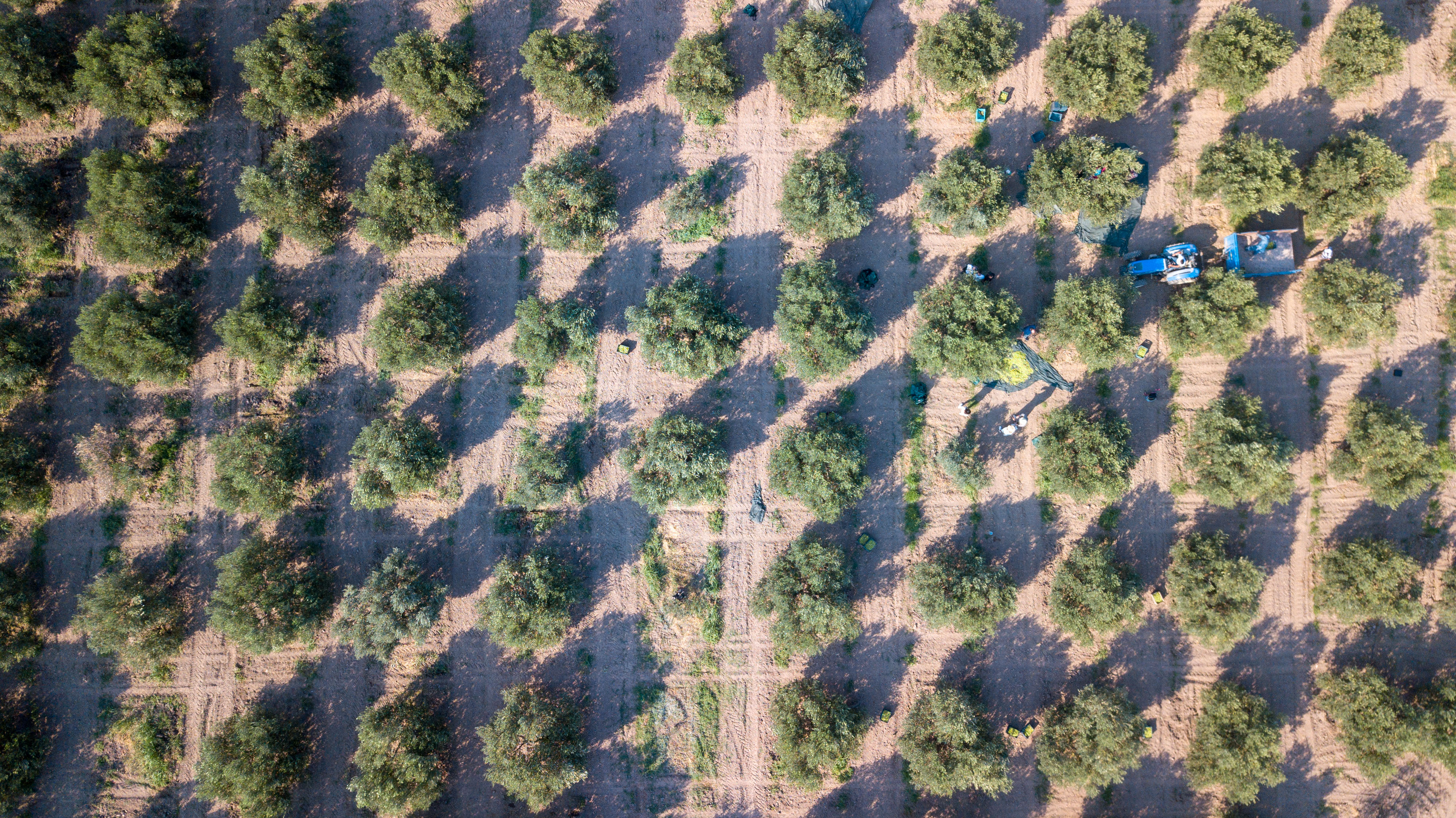 Akhisarda Zeytin Hasadi Coskuyla Basladi (6)