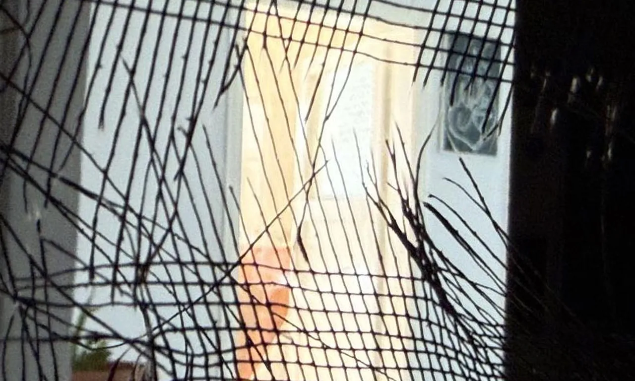 18 Yasindaki Genc Annesini Ve Agabeyini Oldurdu Flas Halusinasyon Detayi (2)