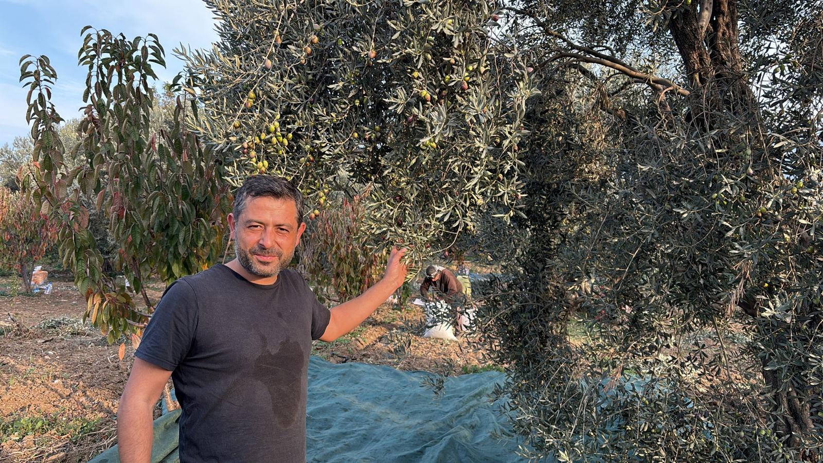 Kemalpasada Iklim Degisikligi Zeytini Vurdu Kalite Dustu Fiyat Yukseldi (2)