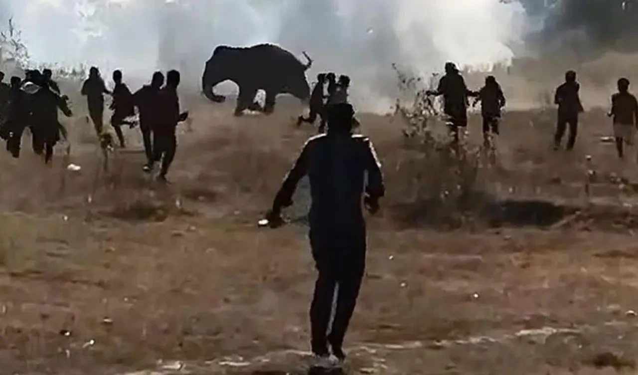 Hindistanda Fil Korkusu Geceyi Catilarda Gecirtiyor 22 Olu (2)