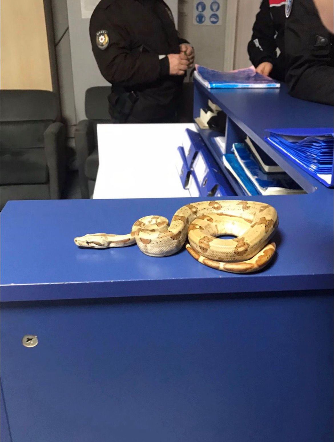 Izmir Karsiyakada Elinde Yilanla Gezen Gence Agir Ceza-1