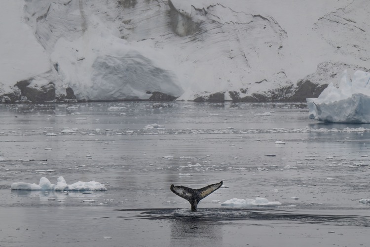 Turkiyenin Antarktikadaki Seruveni 10Uncu Yilinda (1)