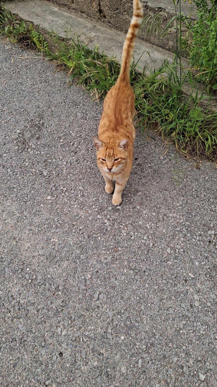 Ciglide Apartmanda Sokak Hayvanlari Gerilimi Buyuyor Hayvanseverler Yargi Yolunda-1