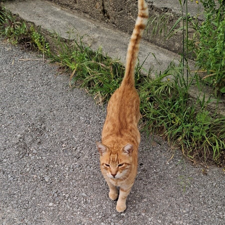 Ciglide Apartmanda Sokak Hayvanlari Gerilimi Buyuyor Hayvanseverler Yargi Yolunda-2