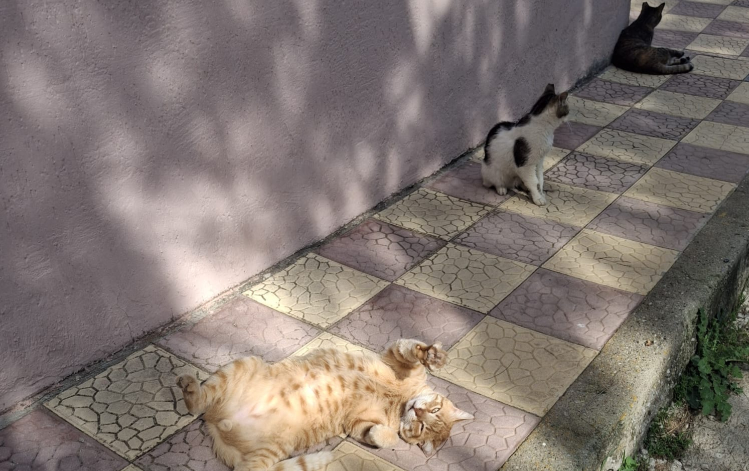 Ciglide Apartmanda Sokak Hayvanlari Gerilimi Buyuyor Hayvanseverler Yargi Yolunda-3