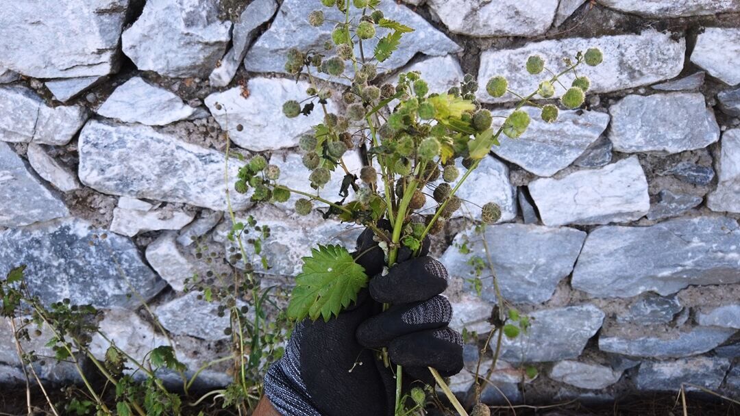 Dalgan Ne Demek Dalgan Hangi Anl