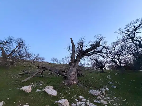 Gulistan Doku Dosyasinda Yeni Gelisme Gizli Tanigin Tarif Ettigi Noktada Mezar Bulundu (1)