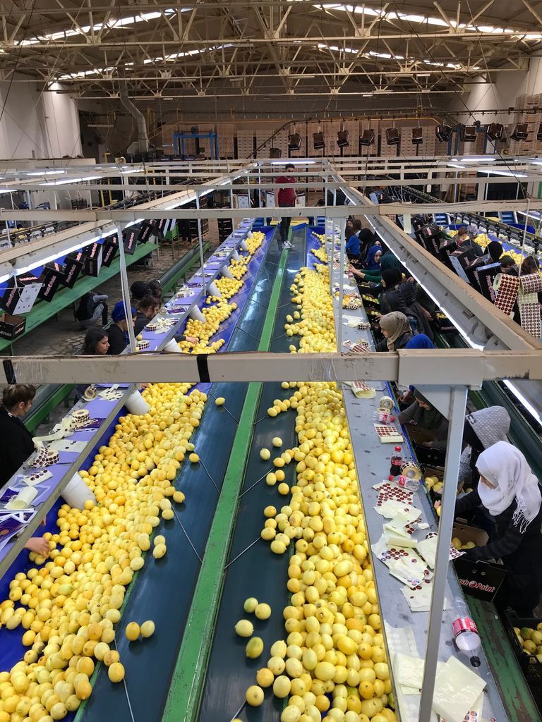 Turkiyenin Limon Ihracati 500 Milyon Dolara Kosuyor (3)
