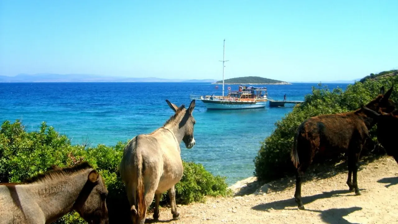 Eşek Adası (Çeşme)