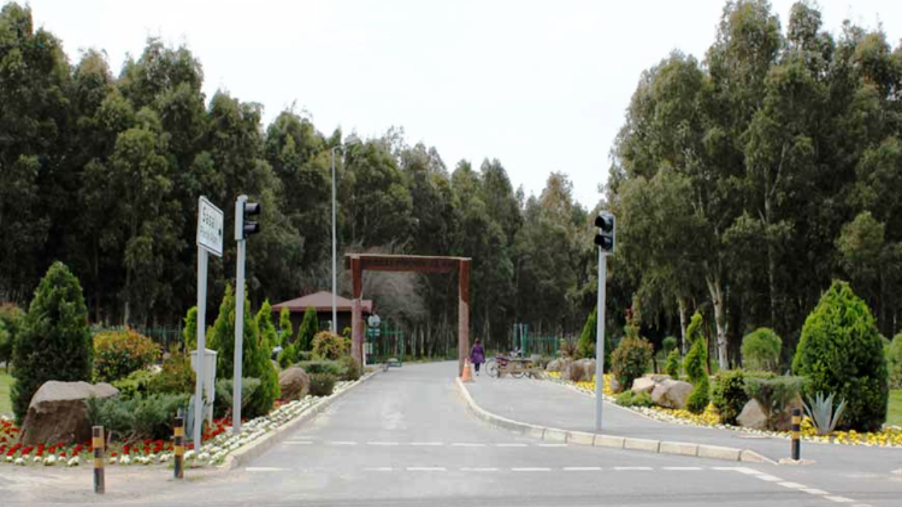 Sasalı Piknik )